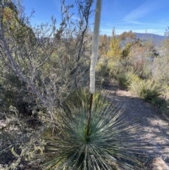 Xanthorrhoea glauca subsp. angustifolia at Coree, ACT - suppressed