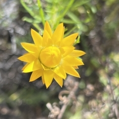 Xerochrysum viscosum (Sticky Everlasting) at Lower Cotter Catchment - 29 Oct 2023 by JimL