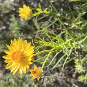 Xerochrysum viscosum at Coree, ACT - 29 Oct 2023