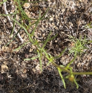 Xerochrysum viscosum at Coree, ACT - 29 Oct 2023