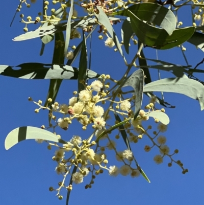 Acacia falciformis (Broad-leaved Hickory) at Coree, ACT - 29 Oct 2023 by JimL