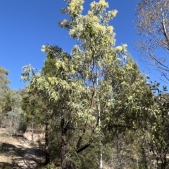 Acacia falciformis at Coree, ACT - 29 Oct 2023