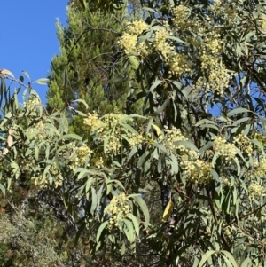 Acacia falciformis at Coree, ACT - 29 Oct 2023