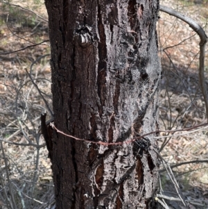 Acacia falciformis at Coree, ACT - 29 Oct 2023