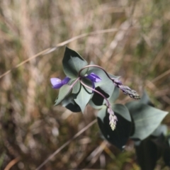 Veronica perfoliata (Digger's Speedwell) at Lyons, ACT - 25 Oct 2023 by ran452