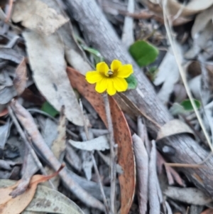 Goodenia hederacea subsp. hederacea at Bungendore, NSW - suppressed