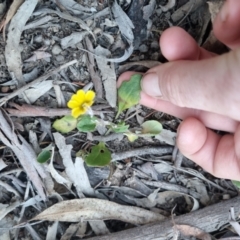 Goodenia hederacea subsp. hederacea at Bungendore, NSW - suppressed