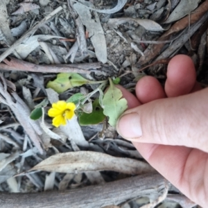 Goodenia hederacea subsp. hederacea at Bungendore, NSW - suppressed