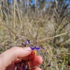 Dianella revoluta var. revoluta (Black-Anther Flax Lily) at Bungendore, NSW - 28 Oct 2023 by clarehoneydove