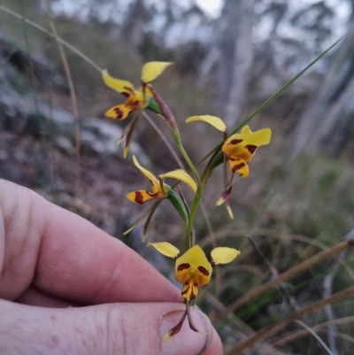 Diuris sulphurea (Tiger Orchid) at Bungendore, NSW - 26 Oct 2023 by clarehoneydove
