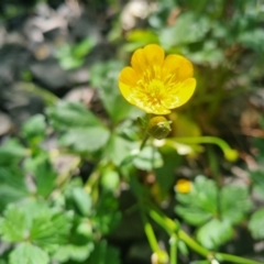 Ranunculus repens (Creeping Buttercup) at Pialligo, ACT - 22 Oct 2023 by clarehoneydove