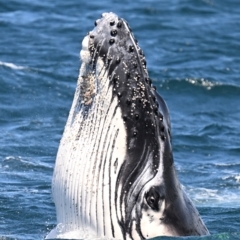 Megaptera novaeangliae (Humpback Whale) at Bermagui, NSW - 24 Oct 2023 by davidcunninghamwildlife