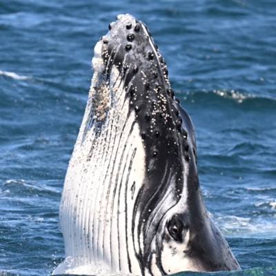 Megaptera novaeangliae (Humpback Whale) at Bermagui, NSW - 24 Oct 2023 by davidcunninghamwildlife