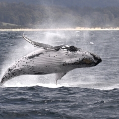 Megaptera novaeangliae (Humpback Whale) at Wallaga Lake, NSW - 17 Oct 2023 by davidcunninghamwildlife