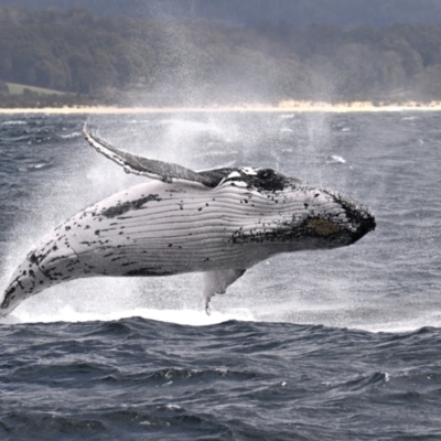 Megaptera novaeangliae (Humpback Whale) at Wallaga Lake, NSW - 17 Oct 2023 by davidcunninghamwildlife