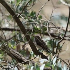 Petroica goodenovii (Red-capped Robin) at Gundaroo, NSW - 28 Oct 2023 by MPennay