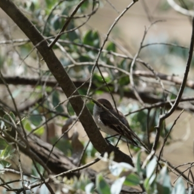 Petroica goodenovii (Red-capped Robin) at Gundaroo, NSW - 28 Oct 2023 by MPennay