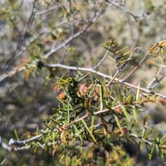 Acacia ulicifolia (Prickly Moses) at Theodore, ACT - 26 Oct 2023 by rbannister