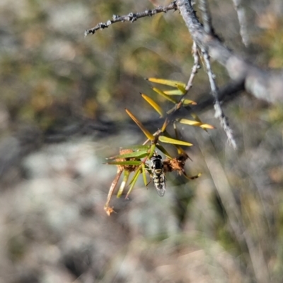 Simosyrphus grandicornis (Common hover fly) at Theodore, ACT - 25 Oct 2023 by rbannister