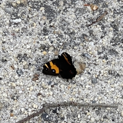 Tisiphone abeona (Varied Sword-grass Brown) at Yanakie, VIC - 28 Oct 2023 by Louisab