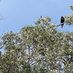 Aquila audax (Wedge-tailed Eagle) at Yanakie, VIC - 28 Oct 2023 by Louisab