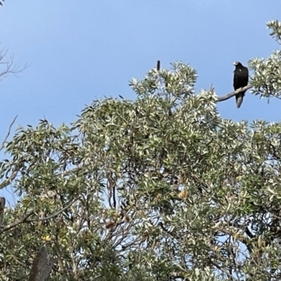 Aquila audax (Wedge-tailed Eagle) at Yanakie, VIC - 28 Oct 2023 by Louisab