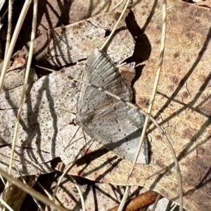 Taxeotis exsectaria at Rendezvous Creek, ACT - 28 Oct 2023 09:39 AM