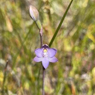 Thelymitra pauciflora at Yanakie, VIC - 29 Oct 2023 by Louisab