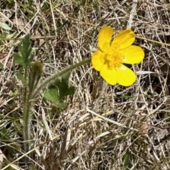 Ranunculus lappaceus (Australian Buttercup) at Rendezvous Creek, ACT - 28 Oct 2023 by KMcCue