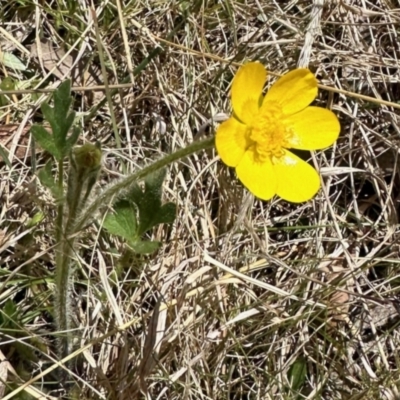 Ranunculus lappaceus (Australian Buttercup) at Rendezvous Creek, ACT - 28 Oct 2023 by KMcCue