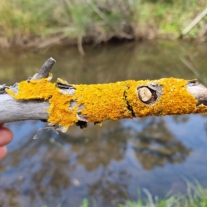 Xanthoria sp. at Bungendore, NSW - 28 Oct 2023