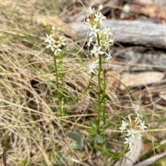 Stackhousia monogyna (Creamy Candles) at Rendezvous Creek, ACT - 28 Oct 2023 by KMcCue