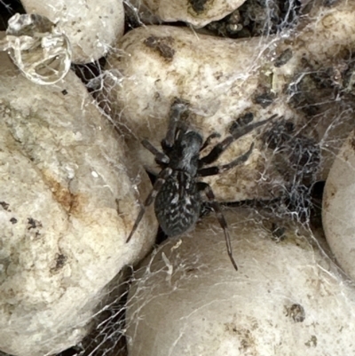 Badumna insignis (Black House Spider) at Kangaroo Valley, NSW - 29 Oct 2023 by lbradleyKV