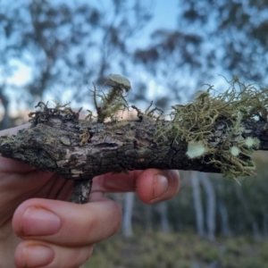 Usnea sp. (genus) at Bungendore, NSW - 27 Oct 2023