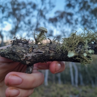 Usnea sp. (genus) (Bearded lichen) at Bungendore, NSW - 27 Oct 2023 by clarehoneydove