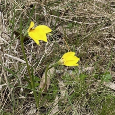 Diuris subalpina (Small Snake Orchid) at Rendezvous Creek, ACT - 28 Oct 2023 by KMcCue