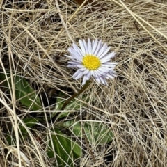 Brachyscome decipiens (Field Daisy) at Rendezvous Creek, ACT - 28 Oct 2023 by KMcCue