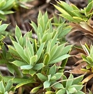 Styphelia humifusum at Majura, ACT - 28 Oct 2023