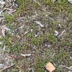 Styphelia humifusum at Majura, ACT - 28 Oct 2023