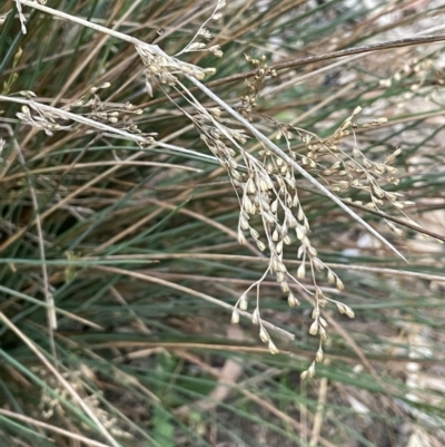 Juncus remotiflorus (A Rush) at Mount Ainslie - 28 Oct 2023 by JaneR