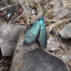 Pollanisus (genus) at Tuggeranong, ACT - 28 Oct 2023