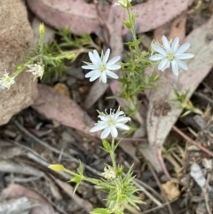 Stellaria pungens (Prickly Starwort) at Mount Ainslie - 28 Oct 2023 by JaneR