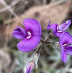 Swainsona behriana (Behr's Swainson-Pea) at Mount Ainslie - 28 Oct 2023 by JaneR