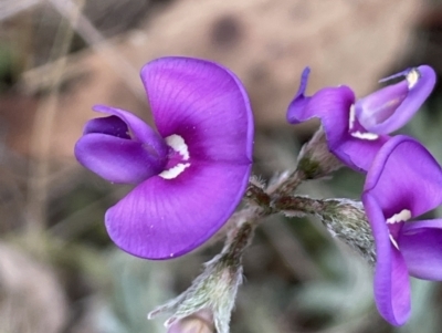 Swainsona behriana (Behr's Swainson-Pea) at Campbell, ACT - 28 Oct 2023 by JaneR