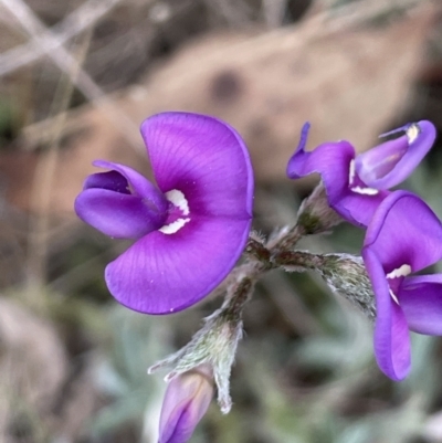 Swainsona behriana (Behr's Swainson-Pea) at Mount Ainslie - 28 Oct 2023 by JaneR
