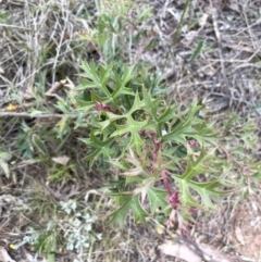 Grevillea ramosissima subsp. ramosissima (Fan Grevillea) at Campbell, ACT - 28 Oct 2023 by JaneR