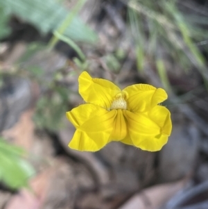 Goodenia pinnatifida at Majura, ACT - 22 Oct 2023