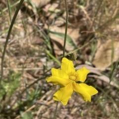 Goodenia pinnatifida at Majura, ACT - 22 Oct 2023