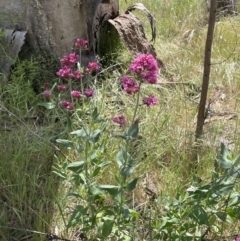 Centranthus ruber (Red Valerian, Kiss-me-quick, Jupiter's Beard) at Hackett, ACT - 27 Oct 2023 by JaneR