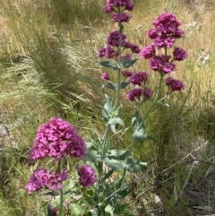 Centranthus ruber at Hackett, ACT - 27 Oct 2023 02:16 PM